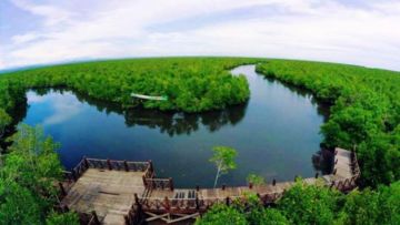 #DiIndonesiaAja-Wisata Alam Kekinian? Hutan Mangrove Kota Langsa Dapat Jadi Pilihan