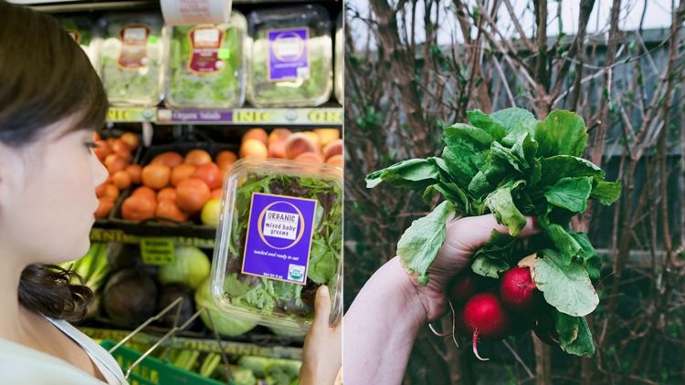 6 Perbedaan Sayuran Organik dan yang Biasa. Tanpa Ada Labelnya pun, Bisa Dilihat Kasatmata