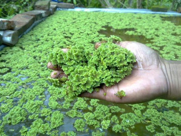 8 Jenis Pupuk Organik yang Mudah Dibuat Sendiri. Berbahan Sisa Makanan Hingga Jerami Kering