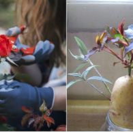 Cara Menanam Bunga Mawar dari Batang yang Mudah