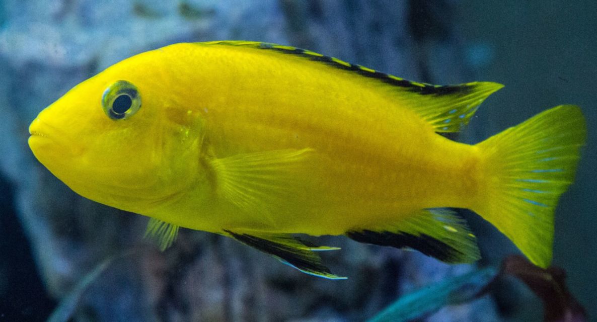 7 Jenis Ikan Hias Air Tawar Kecil untuk Mengisi Akuarium. Cepat Adaptasi dan Mau Dicampur
