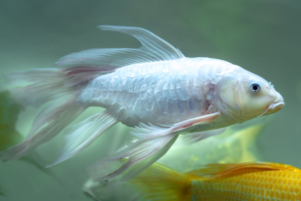 10 Jenis Ikan Koi Terbaik yang Punya Corak dan Bentuk Unik. Mahal atau Murah yang Penting Hoki