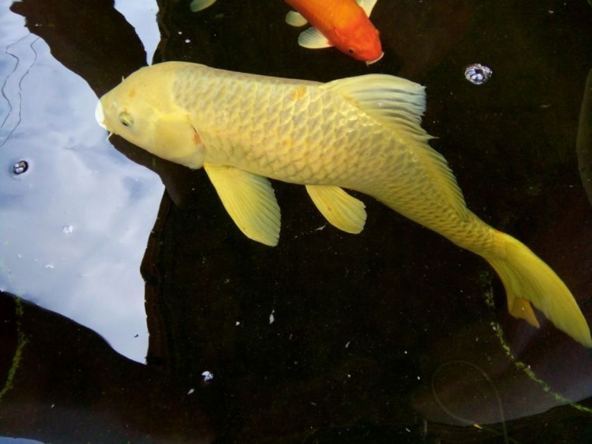 10 Jenis Ikan Koi Terbaik yang Punya Corak dan Bentuk Unik. Mahal atau Murah yang Penting Hoki
