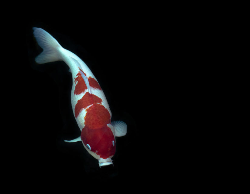 10 Jenis Ikan Koi Terbaik yang Punya Corak dan Bentuk Unik. Mahal atau Murah yang Penting Hoki