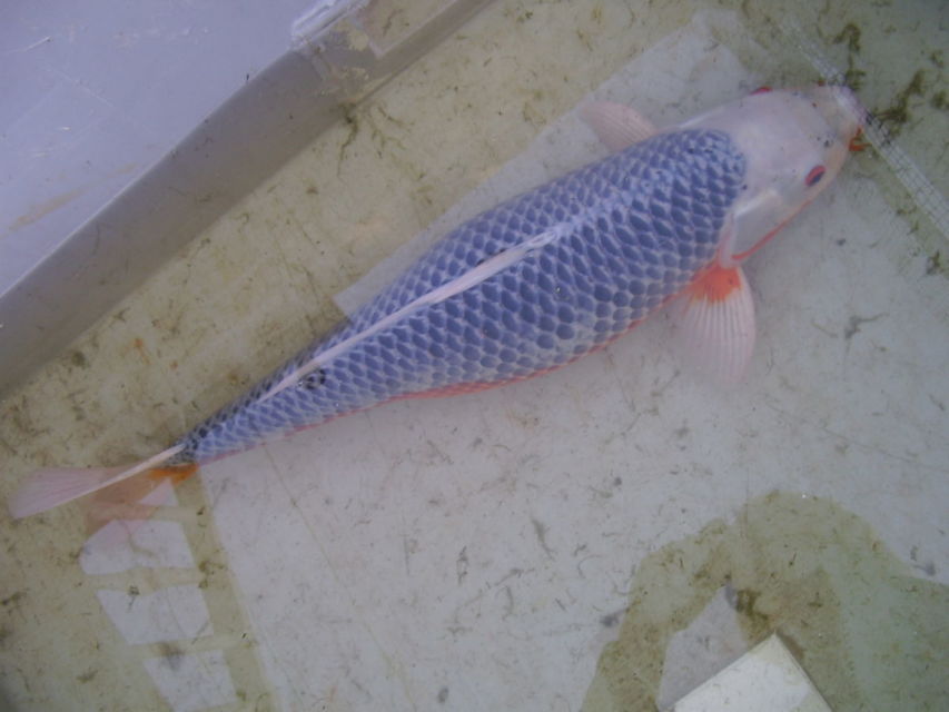 10 Jenis Ikan Koi Terbaik yang Punya Corak dan Bentuk Unik. Mahal atau Murah yang Penting Hoki
