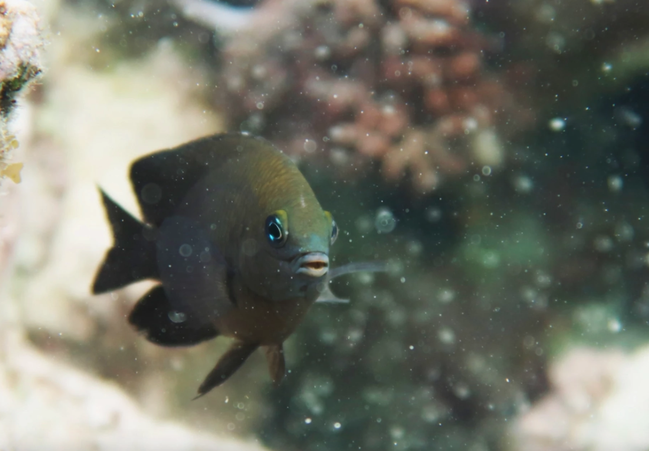 Nggak Cuma Manusia, Peneliti Berhasil Temukan Hewan yang Juga Memiliki