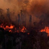 Pembakaran Hutan Adat di Papua, Jadi Saksi Birokrasi yang Tak Kunjung Menguat