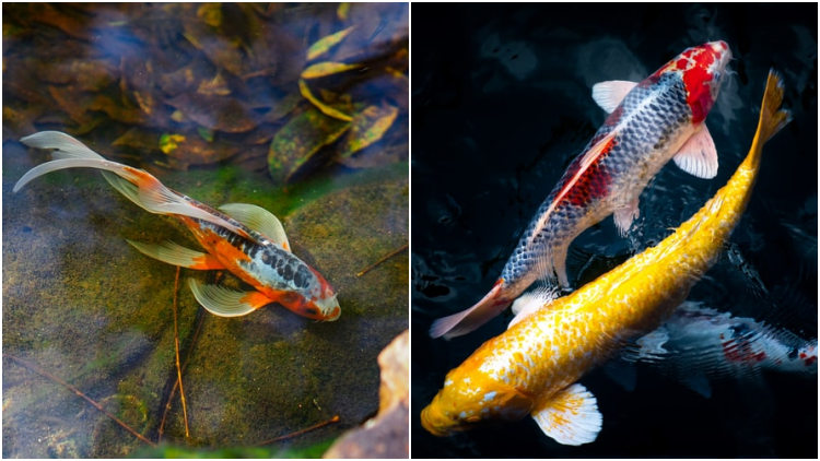 10 Jenis Ikan Koi Terbaik yang Punya Corak dan Bentuk Unik. Mahal atau Murah yang Penting Hoki