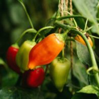 5 Cara Menanam Cabe di Rumah yang Berbuah Lebat