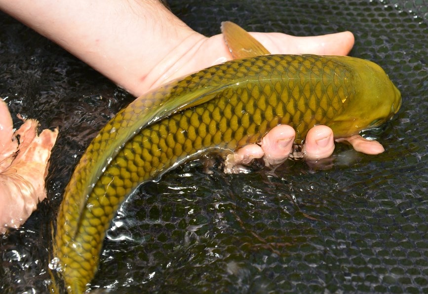 10 Jenis Ikan Koi Terbaik yang Punya Corak dan Bentuk Unik. Mahal atau Murah yang Penting Hoki