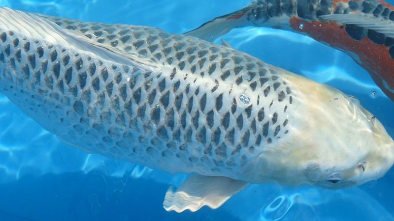 10 Jenis Ikan Koi Terbaik yang Punya Corak dan Bentuk Unik. Mahal atau Murah yang Penting Hoki