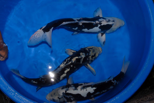 10 Jenis Ikan Koi Terbaik yang Punya Corak dan Bentuk Unik. Mahal atau Murah yang Penting Hoki