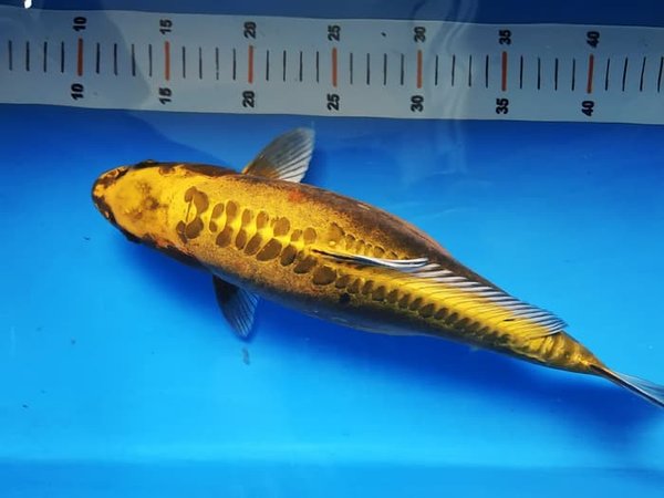 10 Jenis Ikan Koi Terbaik yang Punya Corak dan Bentuk Unik. Mahal atau Murah yang Penting Hoki