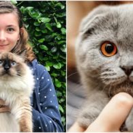 5 Kucing dengan Label Pedigree. Keaslian Ras-nya Sudah Diakui dan Harga Jual yang Fantastis