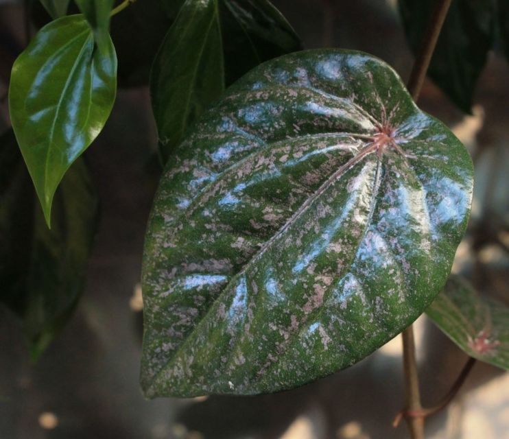 8 Minuman Tradisional untuk Atasi Bau Badan. Terapi dari Dalam, Nggak Melulu Pakai Deodoran