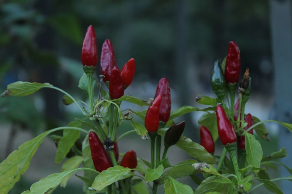 Cara menanam cabe rawit di kebun atau pekarangan rumah