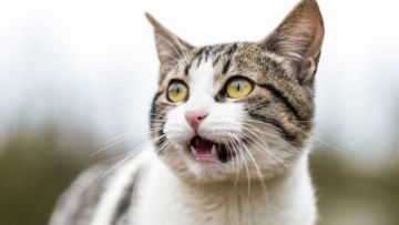 Meski Menggemaskan dan Sering Bertingkah Konyol, di Australia Kucing Jadi Ancaman Bagi Satwa Liar. Kok Bisa?