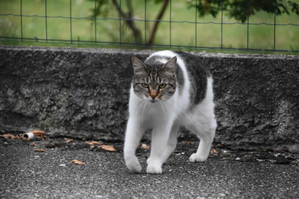 Meski Menggemaskan dan Sering Bertingkah Konyol, di Australia Kucing Jadi Ancaman Bagi Satwa Liar. Kok Bisa?