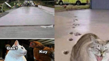 Menguak Isi Kepala Kucing dan Ayam Kalau Ada Jalan yang Baru Aja Disemen. Pasti Diinjak-injak!