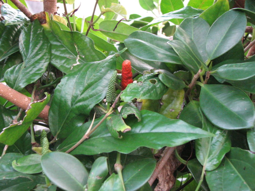 manfaat cabe jawa
