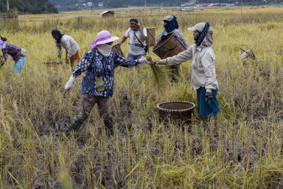 Cara Mengolah Pupuk Tanaman dari Minyak Jelantah. Daripada Dibuang Sembarangan Jadi Limbah