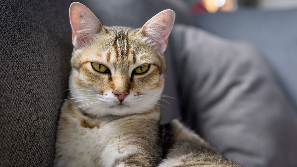 Memaksa Orang yang Takut Kucing Untuk Mendekati Kucing itu Hal yang Jahat. Bisa-bisa Malah Bikin Trauma