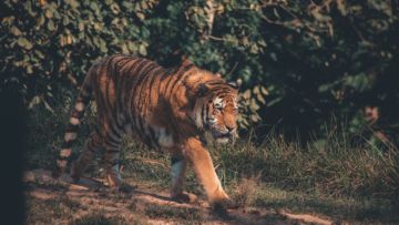 Terkam Pawang Sampai Tewas, Ini Kronologi 2 Harimau di Sinka Zoo Singkawang Bisa Lepas dari Kandang