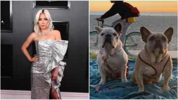Anjing Lady Gaga yang Hilang Telah Ditemukan, Penemunya Enggan Disebut Identitasnya!