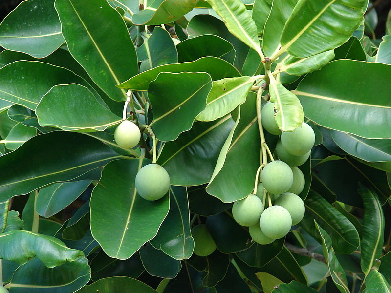 Beragam Manfaat Hebat Minyak Tamanu untuk Kulit dan Rambut, Masih Underrated Banget!