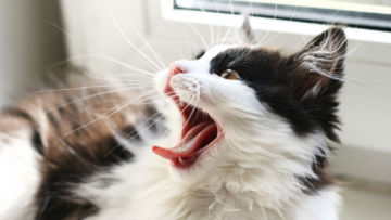 14 Bahasa Tubuh Kucing ini Ada Maksudnya. Sudahkah Kamu Memahaminya?