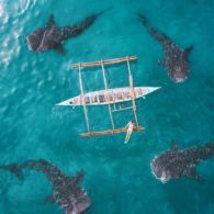 #WisataFilipina-Berenang dan Bertemu Dengan Hiu Paus di Oslob Filipina, Menjadi Wisata Impian.