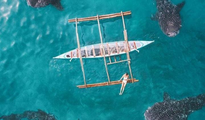 #WisataFilipina-Berenang dan Bertemu Dengan Hiu Paus di Oslob Filipina, Menjadi Wisata Impian.