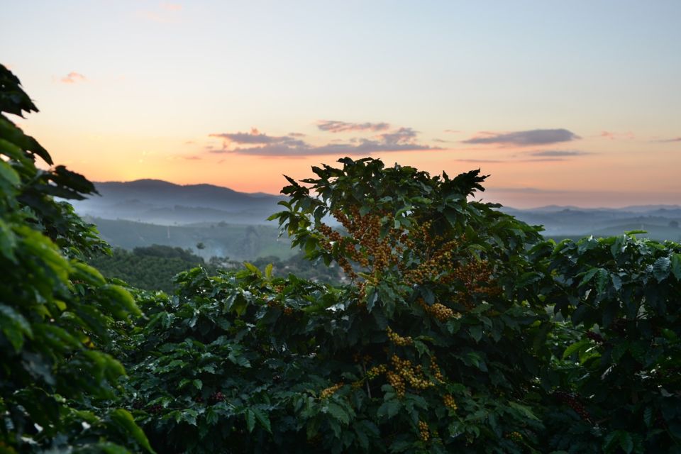6 Wisata Kopi Terbaik di Indonesia, Nikmati Sensasi Ngopi di Kebun Kopi!