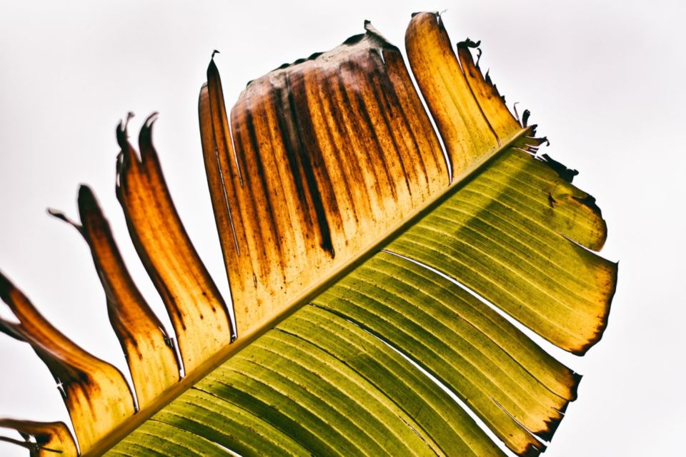 6 Manfaat Daun Pisang yang Jarang Diketahui Orang, Nggak Cuma Jadi Pembungkus Makanan!