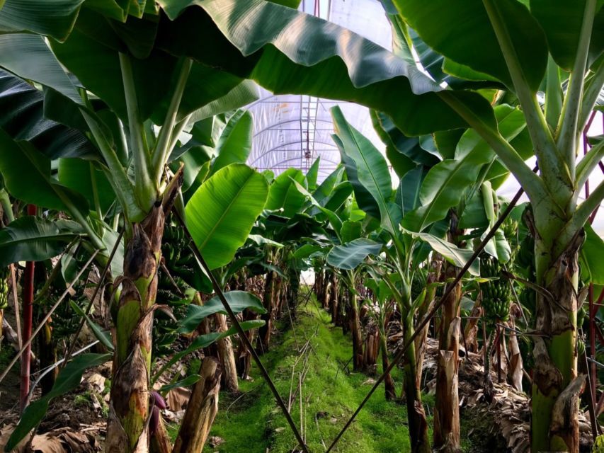 6 Manfaat Daun Pisang yang Jarang Diketahui Orang, Nggak Cuma Jadi Pembungkus Makanan!