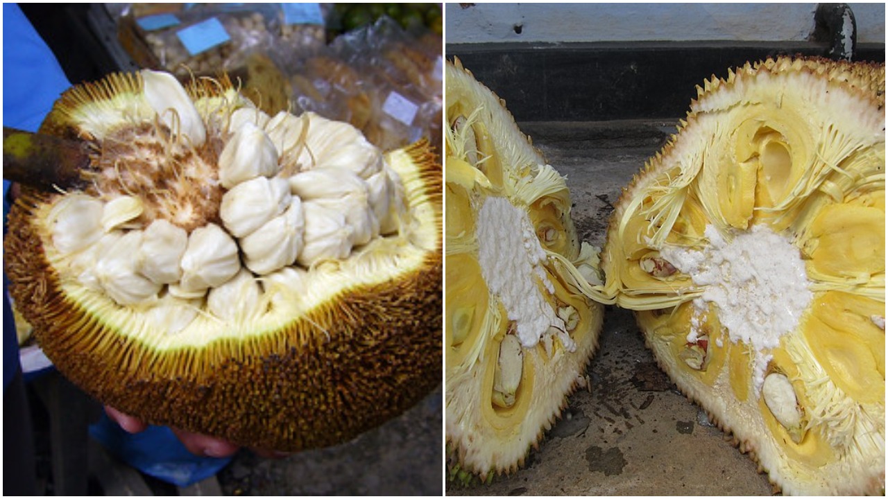 Kenali Bedanya Buah Cempedak dan Buah Nangka. Biar Nggak Salah Lagi ...