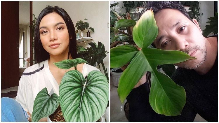 8 Artis yang Ikut Kena “Demam” Tanaman Hias. Koleksinya Banyak dan Harganya Fantastis!