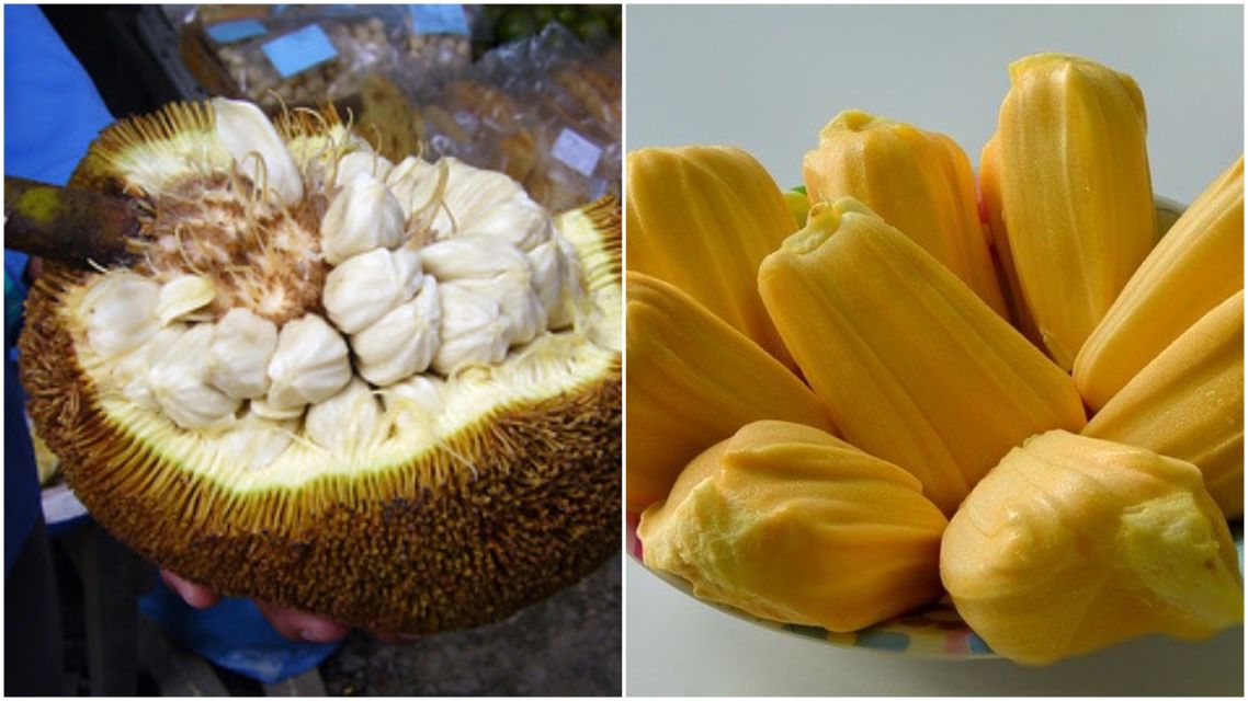Kenali Bedanya Buah Cempedak dan Buah Nangka. Biar Nggak Salah Lagi, Coba Deh Raba Kulitnya