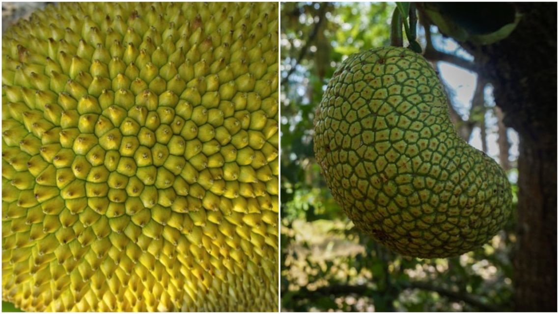Kenali Bedanya Buah Cempedak dan Buah Nangka. Biar Nggak Salah Lagi, Coba Deh Raba Kulitnya