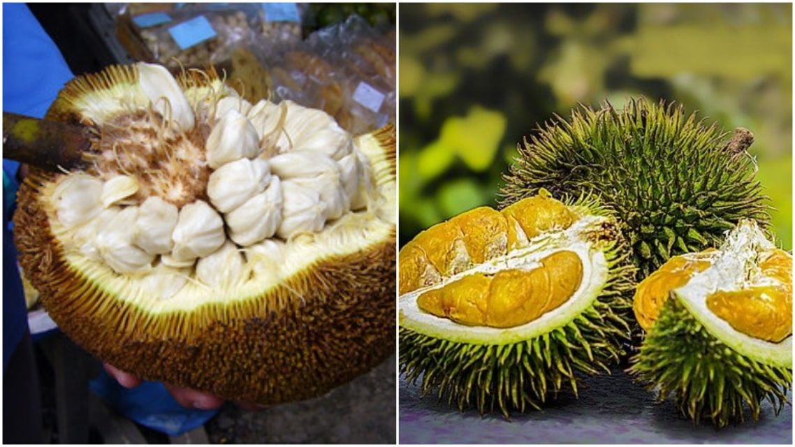 Kenali Bedanya Buah Cempedak dan Buah Nangka. Biar Nggak Salah Lagi, Coba Deh Raba Kulitnya