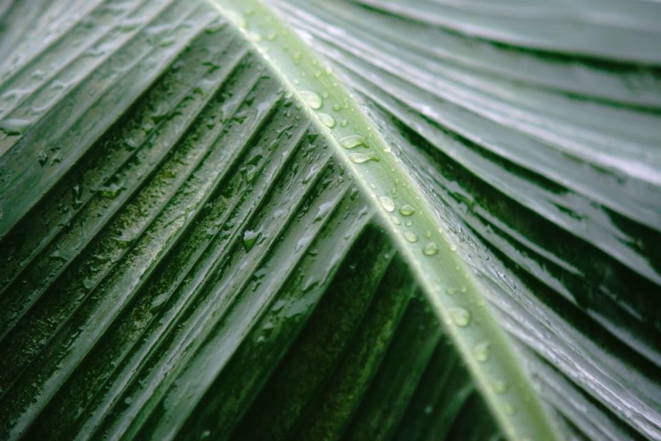 6 Manfaat Daun Pisang yang Jarang Diketahui Orang, Nggak Cuma Jadi Pembungkus Makanan!