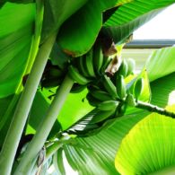 6 Manfaat Daun Pisang yang Jarang Diketahui Orang, Nggak Cuma Jadi Pembungkus Makanan!