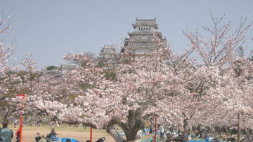 Serba-Serbi Festival Hanami, Tradisi Melihat Bunga Sakura yang Dilakukan oleh Orang Jepang!