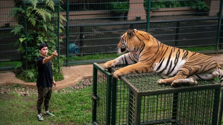 Pelihara Harimau di Rumah, Alshad Ahmad Tegaskan Sudah Kantongi Izin. Sekalian untuk Penangkaran