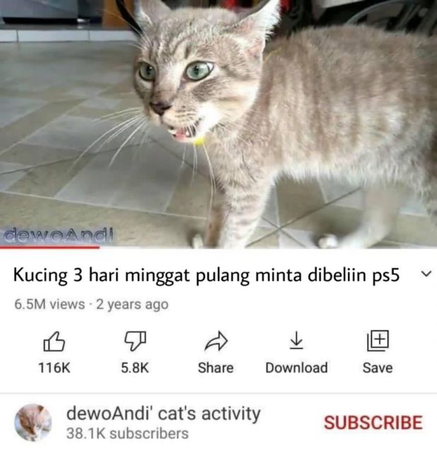 Masih Ingat Tentang Kucing yang Minggat 3 Hari Pulang Marah-Marah? Inilah Deretan Meme Kocaknya~