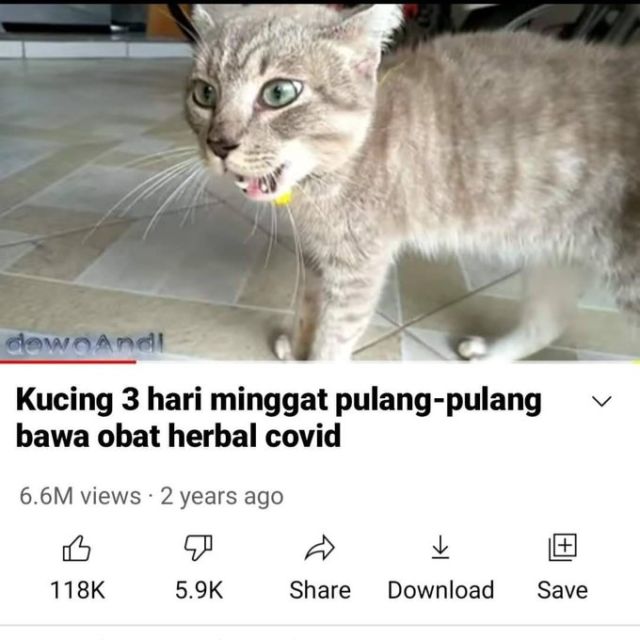Masih Ingat Tentang Kucing yang Minggat 3 Hari Pulang Marah-Marah? Inilah Deretan Meme Kocaknya~