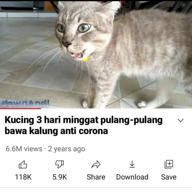 Masih Ingat Tentang Kucing yang Minggat 3 Hari Pulang Marah-Marah? Inilah Deretan Meme Kocaknya~