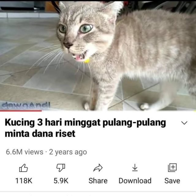 Masih Ingat Tentang Kucing yang Minggat 3 Hari Pulang Marah-Marah? Inilah Deretan Meme Kocaknya~