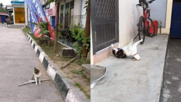 Mulai Dari Kayang Sampai Roll Depan, Beginilah Kelakuan Kucing Kalau Banyak Tingkah