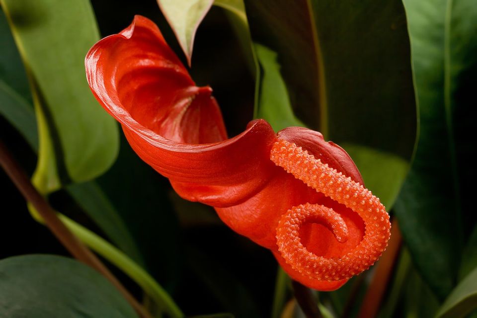 Jenis anthurium flamingo